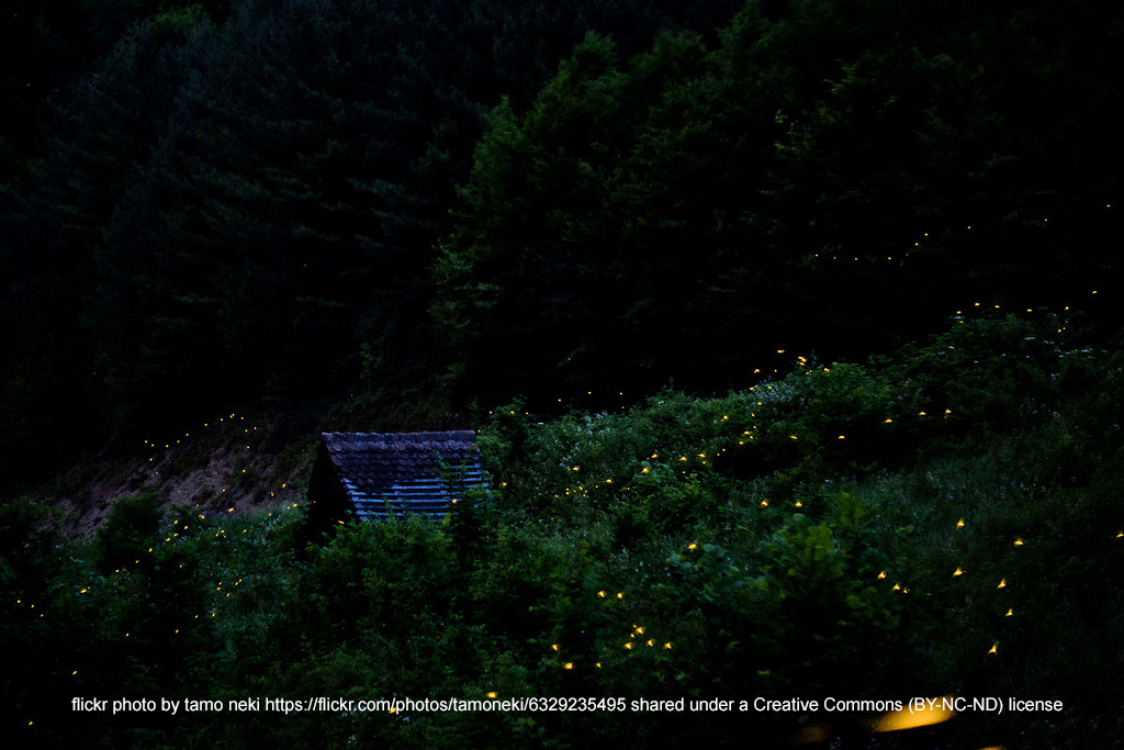Fireflies01